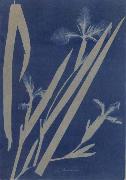 Anna Atkins Iris Pseudocorus oil painting artist